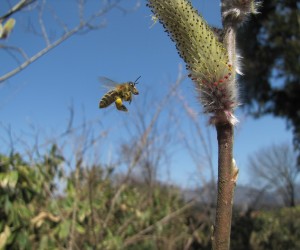 3月27日猫柳の花粉を求めてきた日本ミツバチ