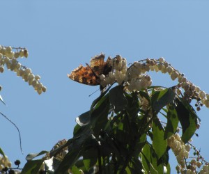 3月26日馬酔木の蜜を吸いに来たタテハ蝶