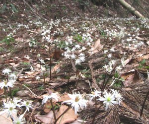 3月27日セリ葉黄連の群落