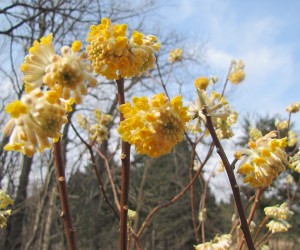 3月31日ミツマタ