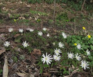 4月５日　菊咲イチゲ