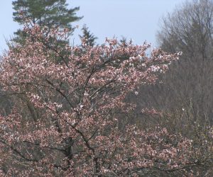 4月７日　桜咲く