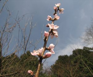 4月８日　桃の花