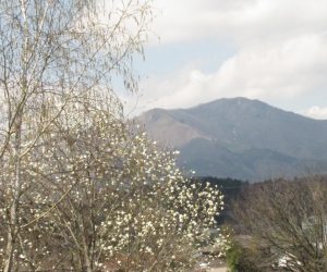 4月11日　コブシと上蒜山