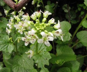 4月14日　ワサビの花