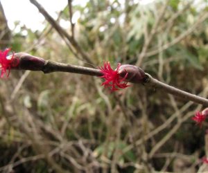 4月１14日　ツノハシバミの雌花