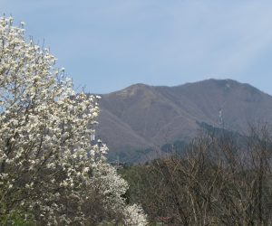 4月1６日　上蒜山の残雪