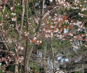 4月１６日　ヤマザクラ