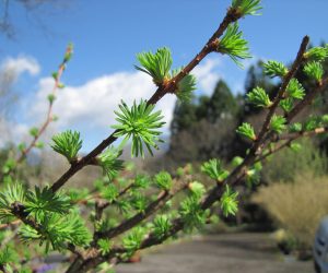 4月17日　カラマツの芽吹き