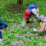 【活動報告】サクラソウの保護活動を行いました