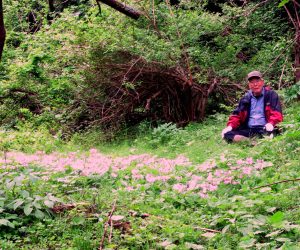 ここが蒜山最大の群落。整備をして2倍以上の面積に