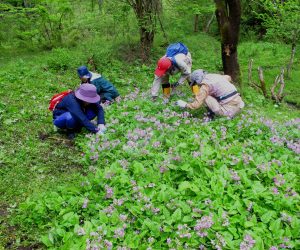 ハサミや鎌で日陰を作る草を一本一本取り除きます