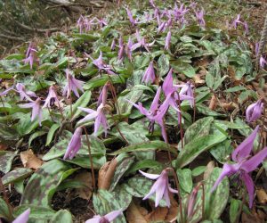 ４月２２日　カタクリ（鏡ヶ成擬宝珠山）