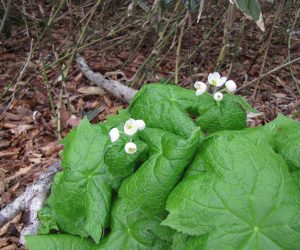 ４月２２日　サンカヨウ（鏡ヶ成擬宝珠山）