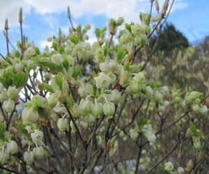 ４月２２日　ドウダンツツジ