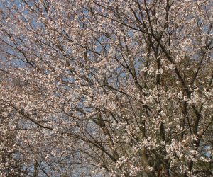 ４月２６日　遅咲きの山桜