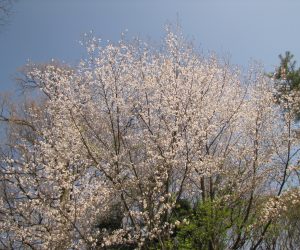 ４月２２日　遅咲きの山桜