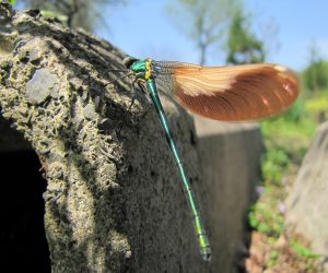 ４月３０日　川トンボ