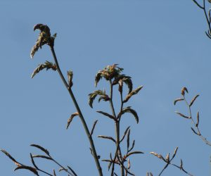 5月２日　ブナの芽吹き