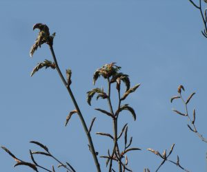 5月２日　ブナの芽吹き