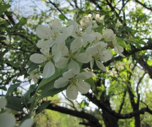 5月４日　ズミ（酸っぱい実、4月上旬に花が咲く木もある）