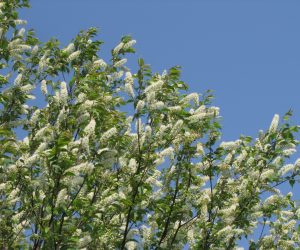 5月4日　ウワミズ桜（ブラシのように小さい花が集まっているが葉や幹は山桜と見分けがつかない）