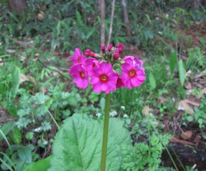 5月6日　クリン草