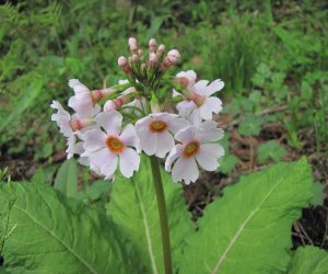 5月6日　クリン草