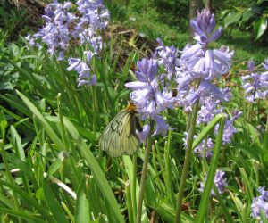 5月7日　ウスバシロチョウ