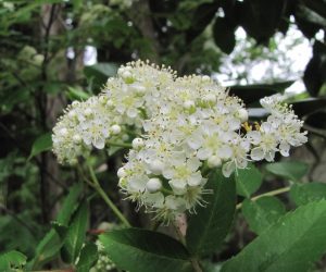 5月10日　ナナカマドの花（蒜山の様な低山では4～5mの中高木に）