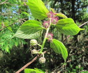 5月1２日　コウゾの花　山桑と楮派ではなかなか見分けがつきませんが花や実を見るとすぐわかります