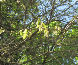 5月1２日　山桑の花