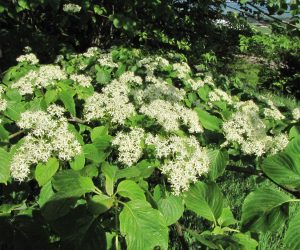 5月1３日　ミズキの花