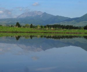 5月1３日　大山、烏ヶ山　茅部野にて撮影、6月上旬まで撮影できます