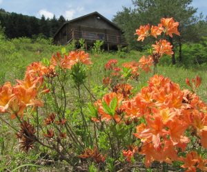 5月1３日　三平山ログハウス下のレンゲツツジ　草刈をして草原を保護、レンゲツツジおよそ40株、里山保護活動も行っています