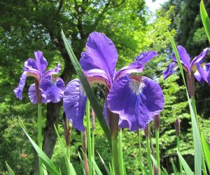 5月14日　アヤメ