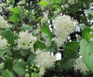 5月16日　サワフタギの花　水辺が好きで沢を蓋するように茂るのでこの名が、山の尾根近くにも生えています