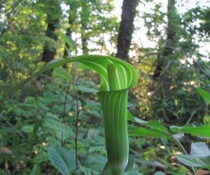 5月17日　マムシ草（花径の模様がちょっと気持ち悪い？）