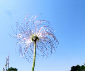 5月20日　翁草四塚の歴史博物館の庭にたくさんあります