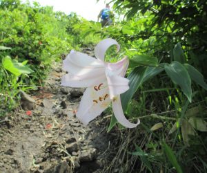 登山道脇のササユリ