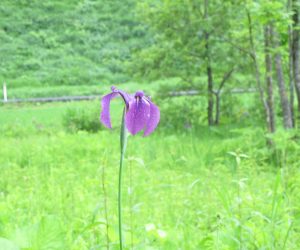 ノハナショウブ　花菖蒲の原種