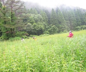 草レダマの大群落　まもなく開花