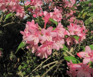 5月25日　タニウツギ赤花