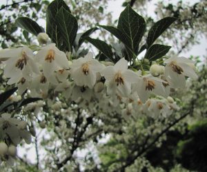 5月25日　エゴの花  今年はエゴの花がどの木も沢山咲きました