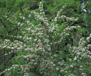 5月25日　タニウツギ　白花