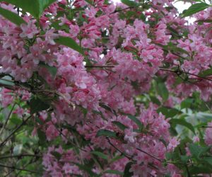 5月25日　タニウツギ赤花