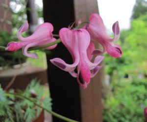 5月26日　コマクサ  もちろん蒜山には自生していません、これは御近所の花好きの方からのもらい物、実生でよく増えます