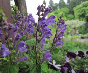 5月26日　タツナミ草  花の形が波がしらに似ている