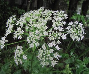 5月26日　ハナウド シシウドとよく間違えられますがししうどはなつの花