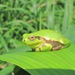 【ひるぜん日記】6月生き物編